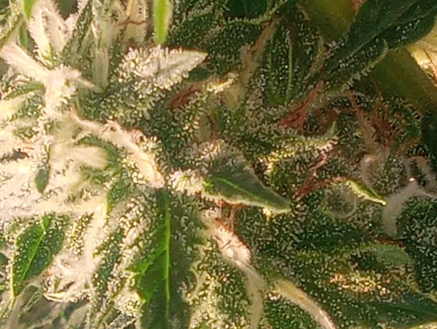  auto mixed pack indoor attempt #1 — flower, day 75