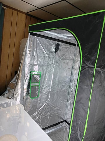 Mimosa Shot — vegetative, day 96