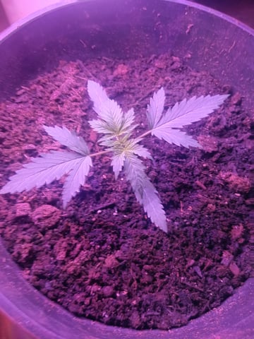 aurora auto — vegetative, day 8