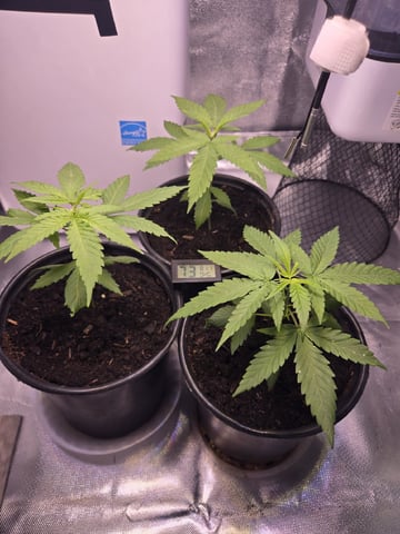 first grow second plant  — vegetative, day 24