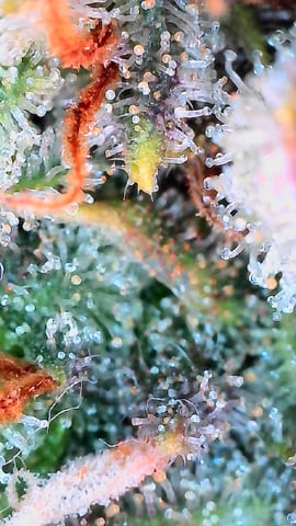 FastBuds Photo-Lemon Mandarin  — flower, day 133