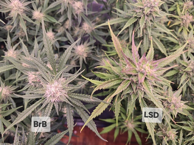 1st Auto Grow (LSD + BrB) - 1st indoor Grow — flower, day 62