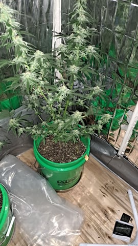 b1. — flower, day 124