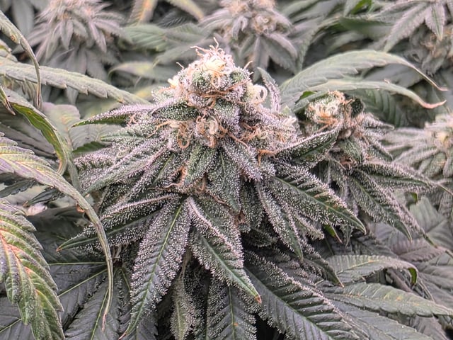 Grow #1 — flower, day 108