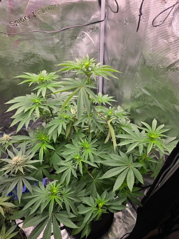 Northern lights #10 2nd plant (Selkies) — flower, day 51