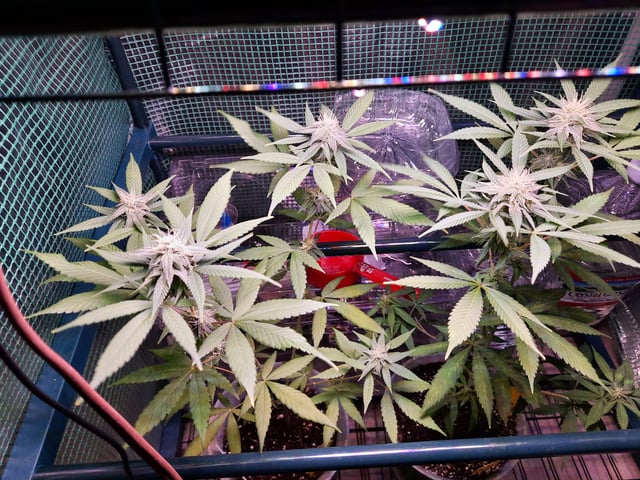 missing pieces — flower, day 88