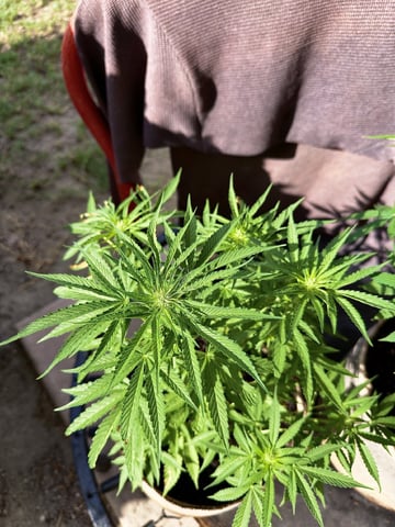 Bruce Banner ⛽️ — flower, day 74