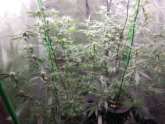 Auto-Flowers 