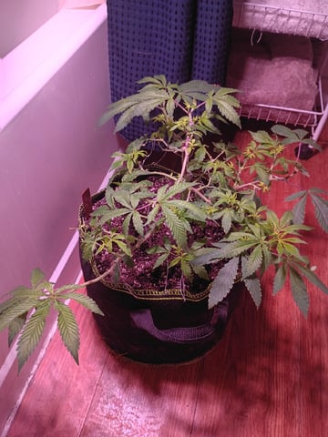 FKAFL — vegetative, day 35