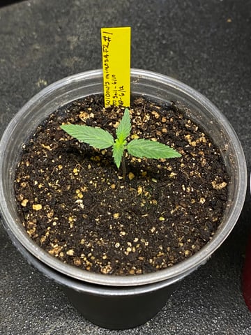 Widows Mimosa(auto) F2 progeny — seedling_rooting, day 13