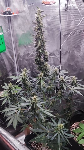 milky way — flower, day 1