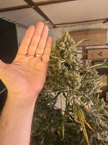 Autos AGAIN — flower, day 83