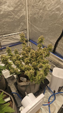 Autos For The Rest Of Winter 🔥🔥😉 — vegetative, day 54