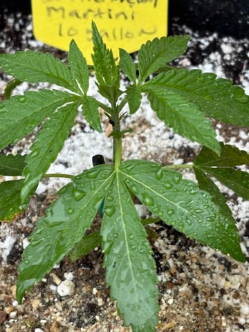 watermelon Martin 1of2 — seedling_rooting, day 1
