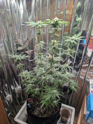 B E A utiful  — flower, day 97