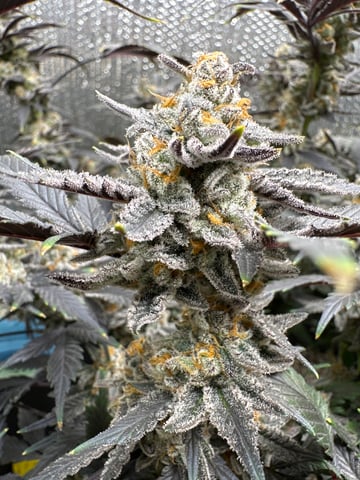 Gelly Mama and Sugar Tree — flower, day 263