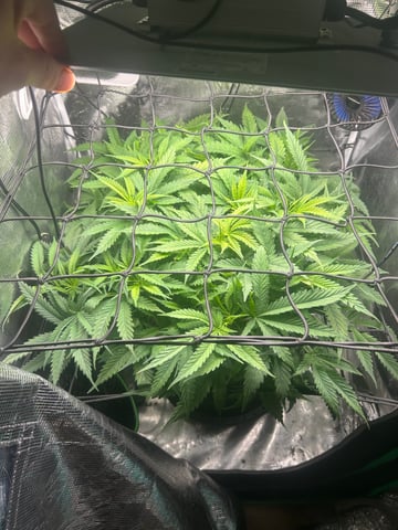 2nd Run — flower, day 76