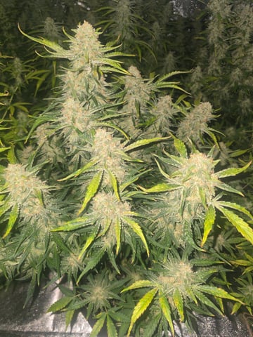 2nd Autoflower Indoor Grow — flower, day 78