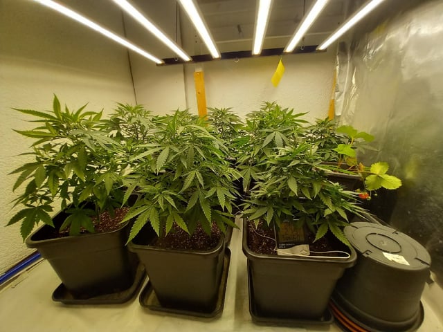 10x Critical Feminisiert from Ganjafarmerseeds  — vegetative, day 54