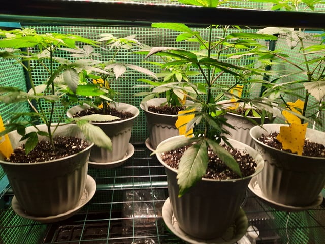 missing pieces — vegetative, day 48