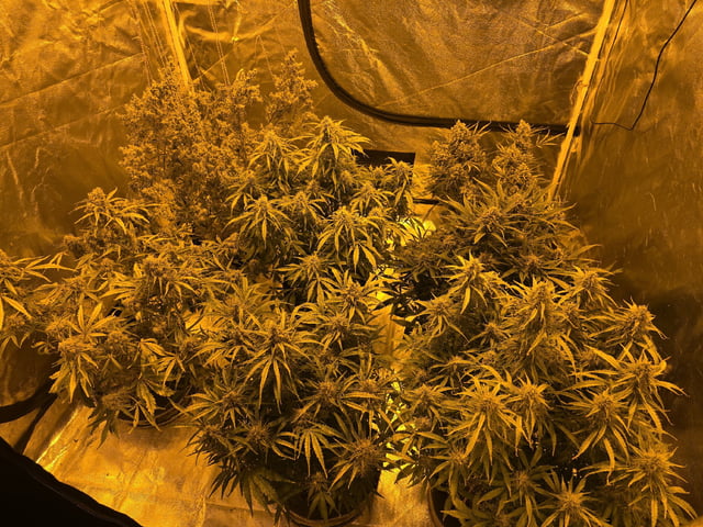 Autos AGAIN — flower, day 82