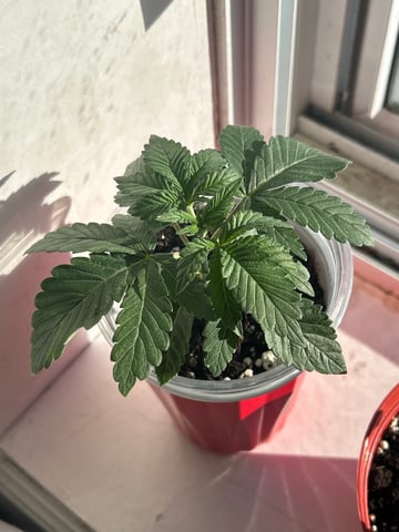 Stardust OG  — vegetative, day 13