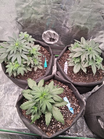Lemon Cherry Cookies, Purple Haze and Strawberry Gorilla Grows — vegetative, day 53