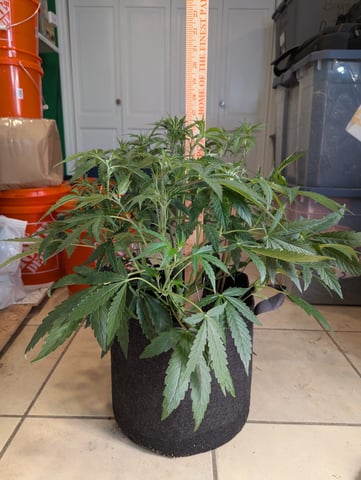 Boogie Brew + Bloom — flower, day 64