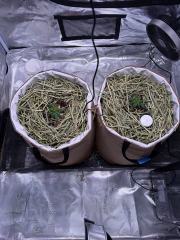 510 First Run! — vegetative, day 27