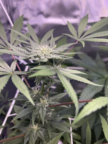 July plants of 26 — flower, day 61