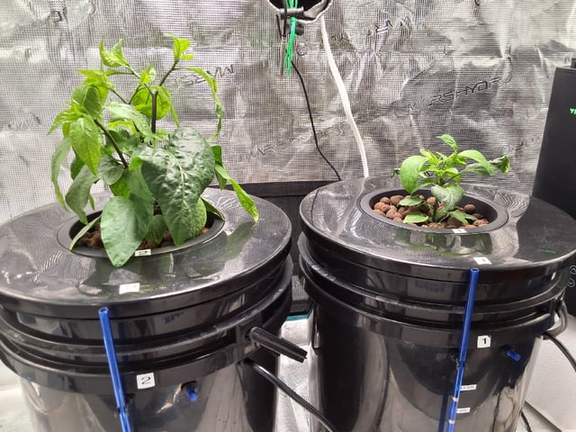 JALAPEÑO 🌶 — vegetative, day 61