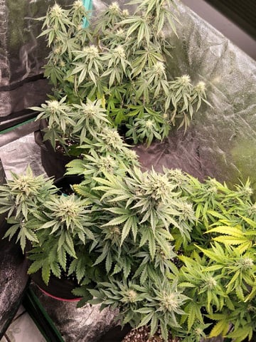 Lemon Cherry Cookies, Purple Haze and Strawberry Gorilla Grows — flower, day 83