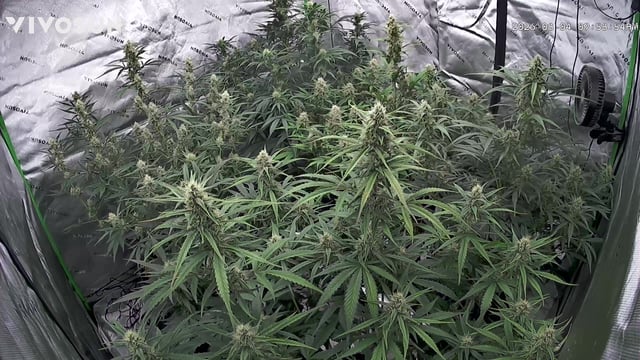 Banana Guava/ Mendo Cherry Cookies  — grow_setup, day 2