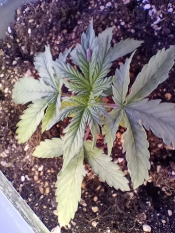 Blueberry Cheesecake autoflower — vegetative, day 1