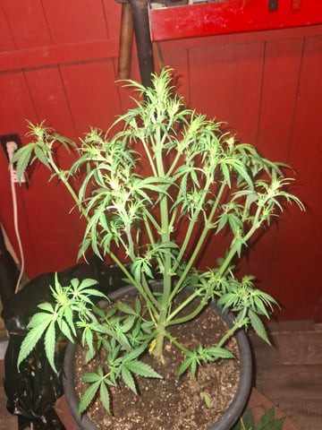 Banana  — auto, day 43