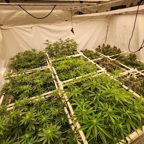 true genetics  — flower, day 67