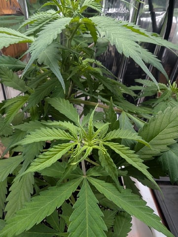 Zkittlez (Auto) — vegetative, day 41