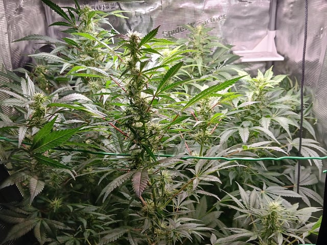 9lbhammer feminized  — flower, day 67