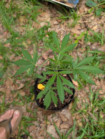 Country Boy — vegetative, day 29