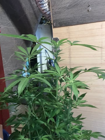  strawberry cough  — flower, day 89