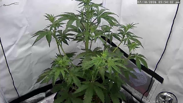 Permanent Marker  — vegetative, day 30