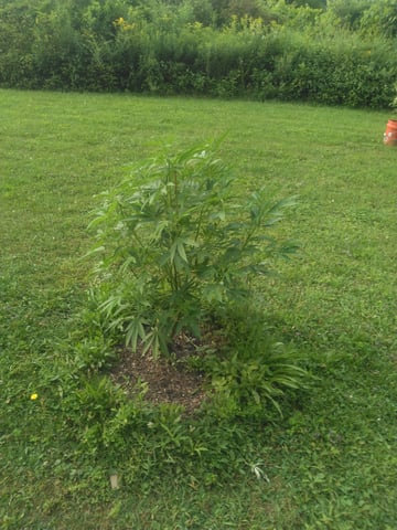 Motorbreath 15 — vegetative, day 79