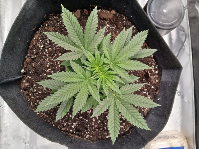 fruity pebbles, cap junky — vegetative, day 35