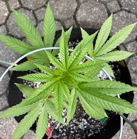 watermelon Martin 1of2 — vegetative, day 16