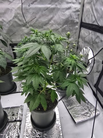 Homegrown - 🍒 🥧 & GSC Auto, 🚀 Seeds 🍌 Buttercups  — flower, day 39