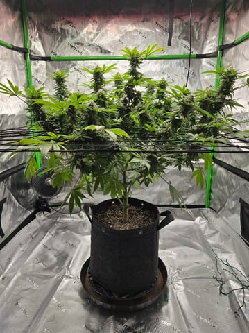 First grow — flower, day 98