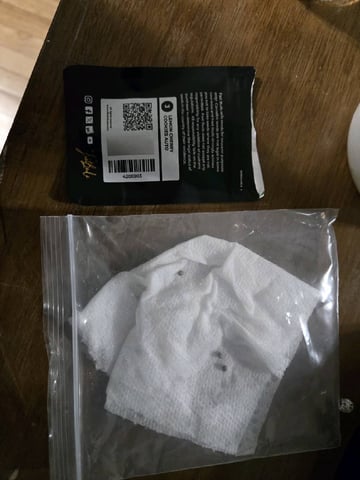 lemon cherry cookies auto — germination, day 1