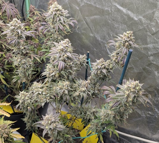 Mixed Grow — flower, day 120