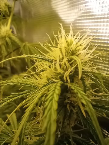 White Widow XXL Auto — flower, day 60