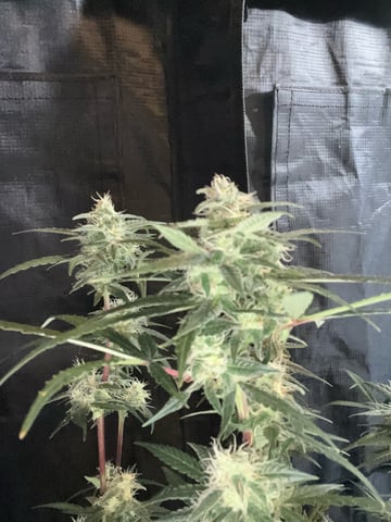 GhettoGrowRoom